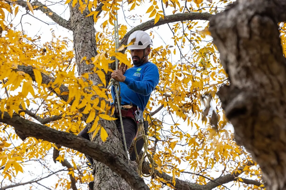 Skilled Tree Trimming crew working in Barto